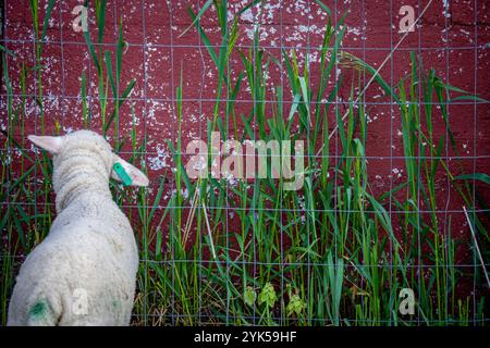 Dominique Herman alleva Merino Sheep, una delle quali trova erba accanto al fienile per sbizzarrirsi nella sua fattoria a Warwick, New York. (Foto USDA/FPAC di Preston Keres) Foto Stock