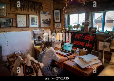 Dominique Herman cresce Merino Sheep nella sua fattoria a Warwick, New York. Il suo mentore Eugene Wyatt (nella foto a sinistra) era un agricoltore autodidatta di prima generazione, che trascorse 28 anni coltivando il Gold standard della lana sassone Merino. Herman e Wyatt rimasero fedeli a quella missione fino al suo suicidio nel maggio 2018, quando assunse la gestione della fattoria. (Foto USDA/FPAC di Preston Keres) Foto Stock