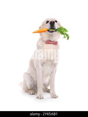 Grazioso Golden Retriever con carota fresca su sfondo bianco Foto Stock