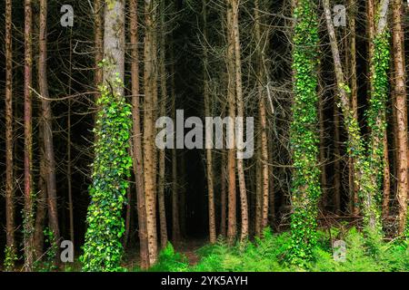 Una fitta foresta. Alberi alti e sottili con corteccia marrone scuro. Green ivy sale diversi tronchi d'albero. Felci tappezzano il pavimento della foresta. Il percorso porta più in profondità Foto Stock