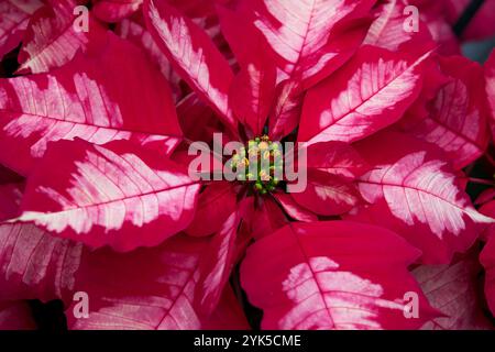 Primo piano delle vivaci Poinsettias rosse - Euphorbia pulcherrima Foto Stock