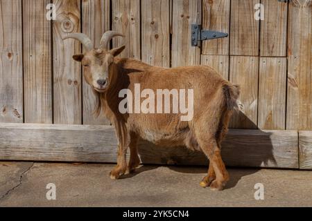 Adorabile piccola capra con corna in una fattoria naturale all'aperto Foto Stock