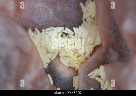 Deposito di uova deposte da una mosca su un pacchetto di carne. Foto Stock