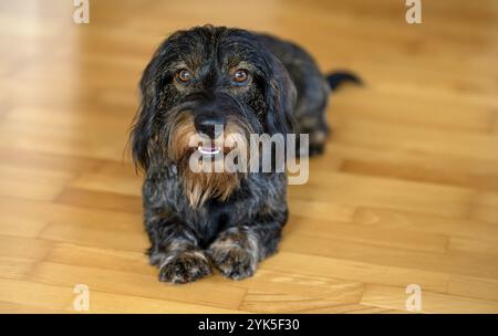 Dachshund dai capelli ruvidi, maschio, 3 anni, sdraiato sul pavimento in parquet, Stoccarda, Baden-Wuerttemberg, Germania, Europa Foto Stock