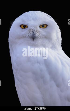 Gufo nevoso con fondo nero, Bubo scandiacus Foto Stock