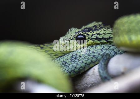 Il Bush viper dei grandi Laghi (Atheris nitschei) è attorcigliato intorno al ramo Foto Stock