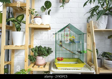 Una gabbia con un budgie si trova in un angolo di vita della casa tra scaffalature con un gruppo di piante interne all'interno. Pianta di casa che cresce e carin Foto Stock