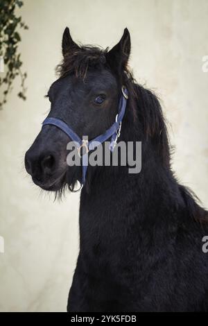 Ritratto di bellezza puledro, stallone di cavallo frisone Foto Stock