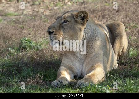 Leonessa asiatica (Panthera leo persica) . Una specie in pericolo critico Foto Stock