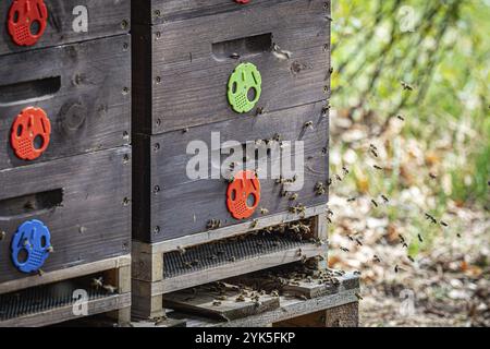 Close up di volare le api. Alveare in legno e le api Foto Stock