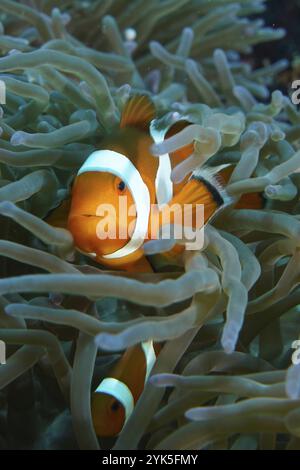 Un Ocellaris Clownfish (Amphiprion ocellaris) guarda fuori dai tentacoli di un anemone marino con un altro pesce pagliaccio sullo sfondo, sito di immersione SD, Nusa Foto Stock