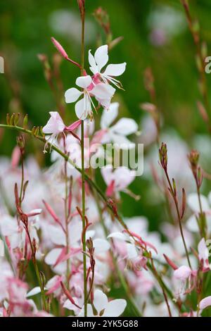 Farfalle agitanti Oenothera lindheimeri, farfalle agitanti gaura, farfalle agitanti Gaura lindheimeri, guglie di fiori bianchi, lunghe Foto Stock