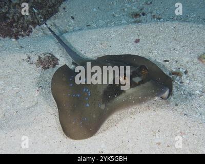 Pastinaca maculata, pastinaca maculata blu (Neotrygon kuhlii), che riposa sul fondo del mare, sito di immersione SD, Nusa Ceningan, Nusa Penida, Bali, Indonesia, Asia Foto Stock
