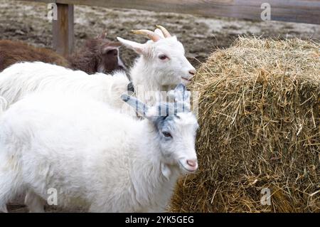 Capre che gusteranno un pasto in una fattoria rustica, catturata nella natura. Foto Stock