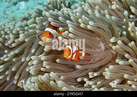 Due Ocellaris Clownfish (Amphiprion ocellaris) nascosti nei tentacoli di un anemone marino nella barriera corallina, sito di immersione Coral Garden, Menjangan, Bali, in Foto Stock