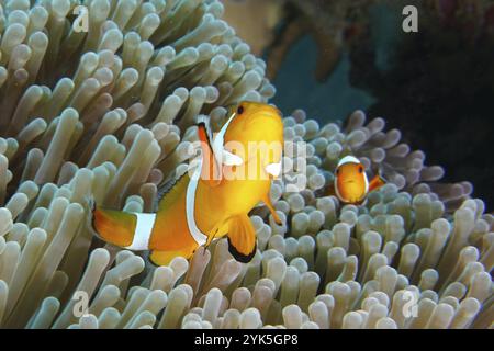 Ocellaris Clownfish (Amphiprion ocellaris) in un anemone di mare, sito di immersione Coral Garden, Menjangan, Bali, Indonesia, Asia Foto Stock