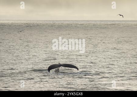 Fluke, megattere per immersioni (Megaptera novaeangliae), Mare di Barents, Islanda nordorientale, Svalbard e arcipelago Jan Mayen, Norvegia, Europa Foto Stock