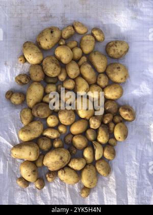 Patate di diverse dimensioni disposte su un panno bianco Foto Stock