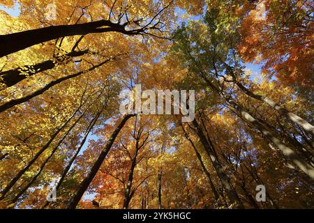 Natura, foresta autunnale, vista dal basso sulle cime degli alberi, provincia del Quebec, Canada, Nord America Foto Stock