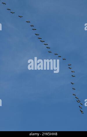 Uccelli in una lunga fila che volano nel cielo blu in una formazione elegante, gru, Gruidae, sulla loro strada verso sud Foto Stock