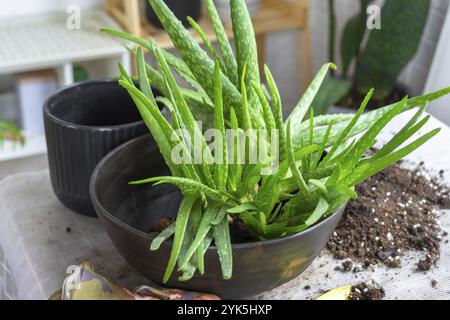 L'incapsulamento, il trapianto e la riproduzione sono la separazione dei figli della pianta dell'Aloe vera. Succulento sul tavolo, vaso, terreno, paletta Foto Stock