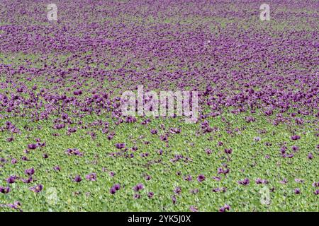 Il papavero viola fiorisce in un campo. (Papaver somniferum). Papaveri, colture agricole Foto Stock