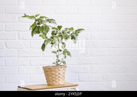 Fiore varietale di ibisco rosso con foglie variegate in una piantatrice di vimini all'interno contro una parete di mattoni bianchi. Piante di casa crescenti in una pentola a g Foto Stock