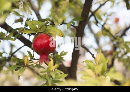 Un melograno rosso maturo è appeso su un ramo di un albero da frutto. Cibo naturale, ecologico, frutteto Foto Stock