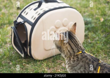 Camminare un gatto domestico con il proprietario su un'imbracatura gialla. Il gatto dispiaciuto tabby è uscito dalla borsa di trasporto di esterni, si nasconde in erba verde, caut Foto Stock