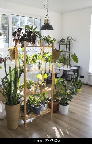 Scaffalatura con un gruppo di piante interne all'interno. Pianta domestica che cresce e che si prende cura di pianta interna, casa verde Foto Stock