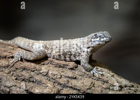 Blu lucertole spinoso in appoggio sul ramo, Sceloporus cyanogenys Foto Stock