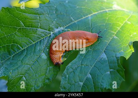 Rosso Slug, Arion rufus su bergenia lascia Slug su foglia, giardino peste Foto Stock