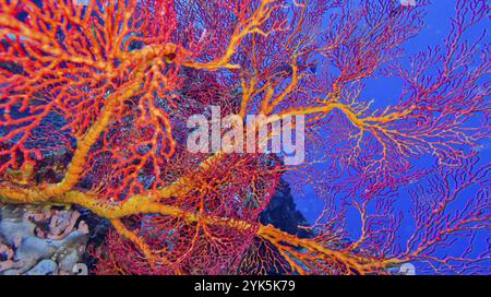 Sea fan, Sea Whips, gorgonian, Reef Building Corals, Coral Reef, parco marino nazionale di Bunaken, Bunaken, Sulawesi settentrionale, Indonesia, Asia Foto Stock