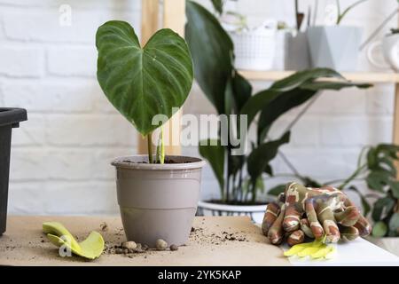 Trapiantare una pianta di casa Philodendron verrucosum in una pentola. Una donna pianta un fusto con radici in un nuovo terreno. Cura per una pianta in vaso, mani vicino Foto Stock