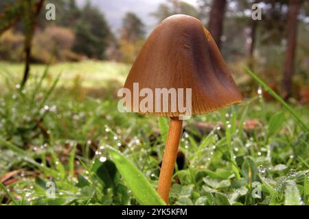 Funghi selvatici, Parco Nazionale della Sierra de Guadarrama, Segovia, Castiglia Leon, Spagna, Europa Foto Stock