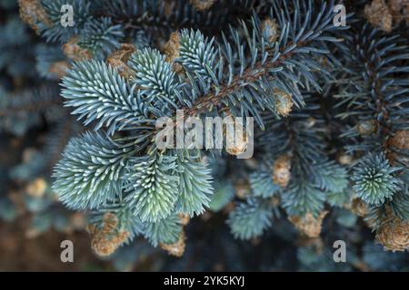 Giovani spari su rami di abete rosso blu Foto Stock