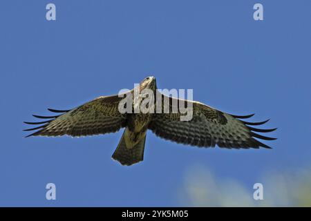 Un tipico ronzio con ali aperte che volano dalla parte anteriore di fronte a un cielo blu Foto Stock