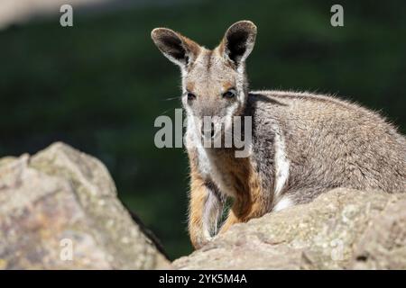 Wallaby giallo di roccia a piedi seduto su una roccia Foto Stock