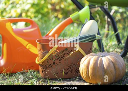 Raccolta di verdure in giardino, zucca, zucchine, pomodori, carote in un cestino accanto a una lattina da irrigare e a un carretto da giardino. Festa del raccolto, regalo Foto Stock