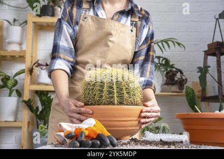 Reintravedere la pianta casalinga del grande cactus spiny Echinocactus Gruzoni in una nuova pentola più grande. Prendersi cura delle piante in vaso, mani di donna in grembiule Foto Stock