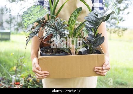 Il fiorista confeziona le piante in vaso in una scatola per la consegna all'acquirente. Vendita, spedizione sicura di piante dal magazzino, pacco. Negozio di fiori, casa piccola Foto Stock