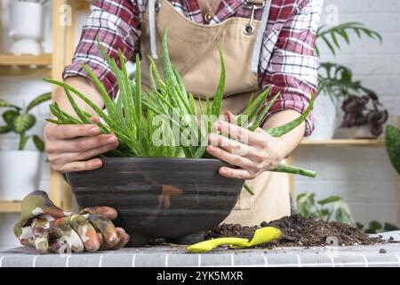 Le mani della donna in un grembiule Potting, trapianto e riproduzione sono la separazione dei bambini della pianta di Aloe vera. Succulento sul tabellone Foto Stock