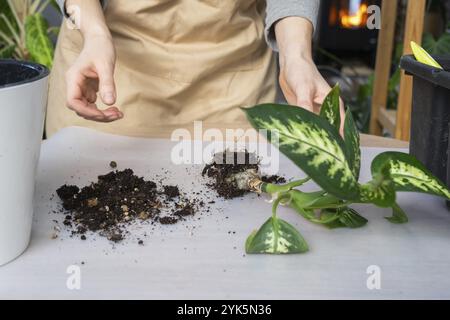 Ripottare una pianta domestica Dieffenbachia Tropic Snow in una nuova pentola in casa interna in una pentola doppia con irrigazione automatica. Cura per una pianta in vaso, c Foto Stock