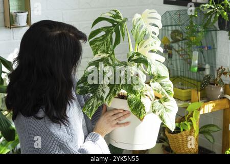 La donna tiene a casa pianta rara monstera alba variegata in vaso all'interno della casa Foto Stock