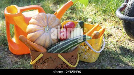 Raccolta di verdure in giardino, zucca, zucchine, pomodori, carote in un cestino accanto a una lattina da irrigare e a un carretto da giardino. Festa del raccolto, regalo Foto Stock