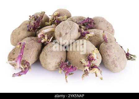 Patate germogliate isolate su sfondo bianco Foto Stock