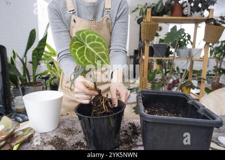 Ripottare una pianta di casa Anthurium clarinervium in una nuova pentola all'interno della casa. Cura per una pianta in vaso, mani primo piano Foto Stock