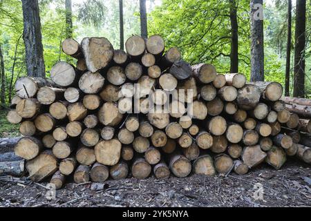 Un mucchio di legno. Una vista di enormi quantità di registri Foto Stock