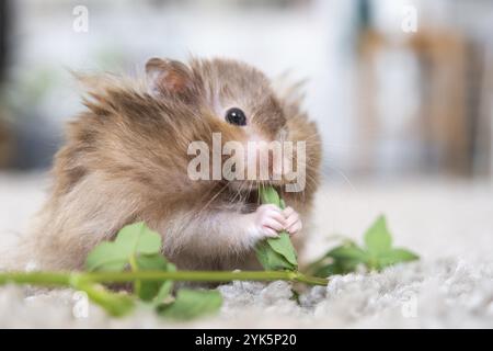 Divertente morbido criceto siriano mangia un ramo verde di trifoglio, alimenta le sue guance. Cibo per un roditore, vitamine. Primo piano Foto Stock