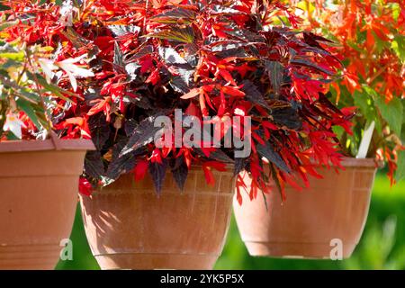 Begonia boliviensis rossa "Bonfire" Begonie rosse in vasi appesi a cesti Foto Stock